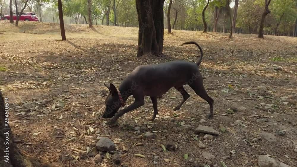 Mexican Hairless Dog Wandering Around Park Mexican Hairless Dog Wandering Around Park