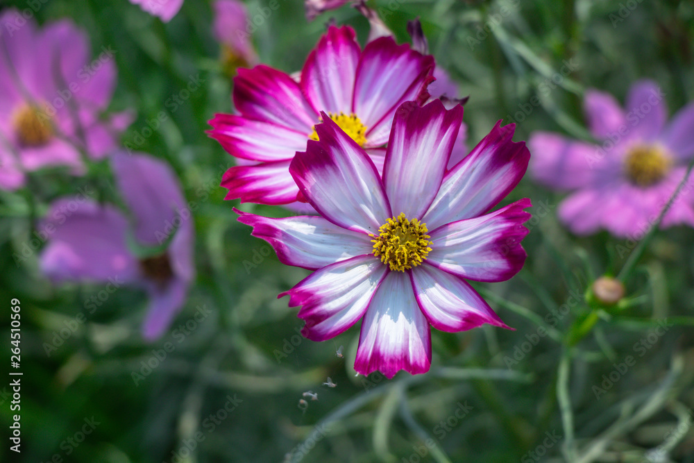 Sulfur Cosmos or Pink Cosmos in the garden.Selective focus cosmos flower in green background. Sulfur Cosmos or Pink Cosmos in the garden.Selective focus cosmos flower in green background.