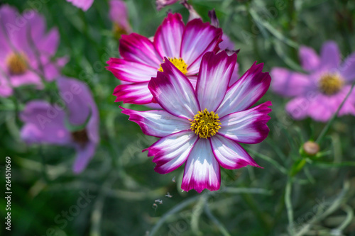 Sulfur Cosmos or Pink Cosmos in the garden.Selective focus cosmos flower in green background.