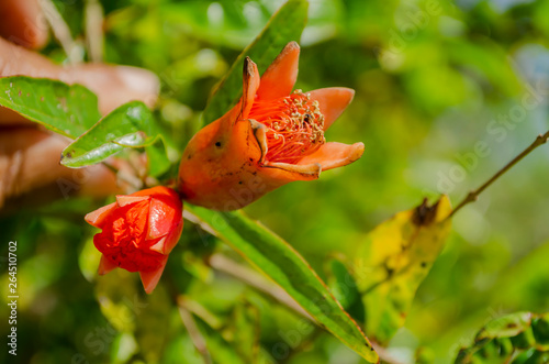 Sepal Of Pomegranate Flowers