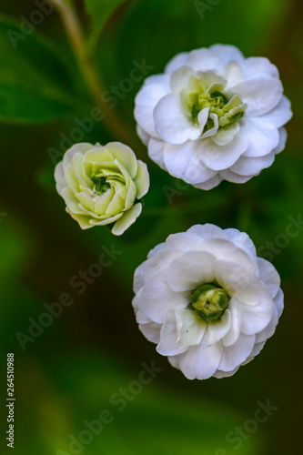 three white flowers in the garden