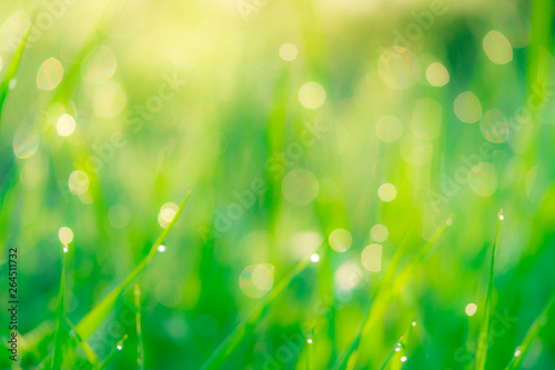 Blurred fresh green grass field in the early morning with morning dew. Water drop on tip of grass leaves in garden. Green grass with bokeh background in spring. Nature background. Clean environment.