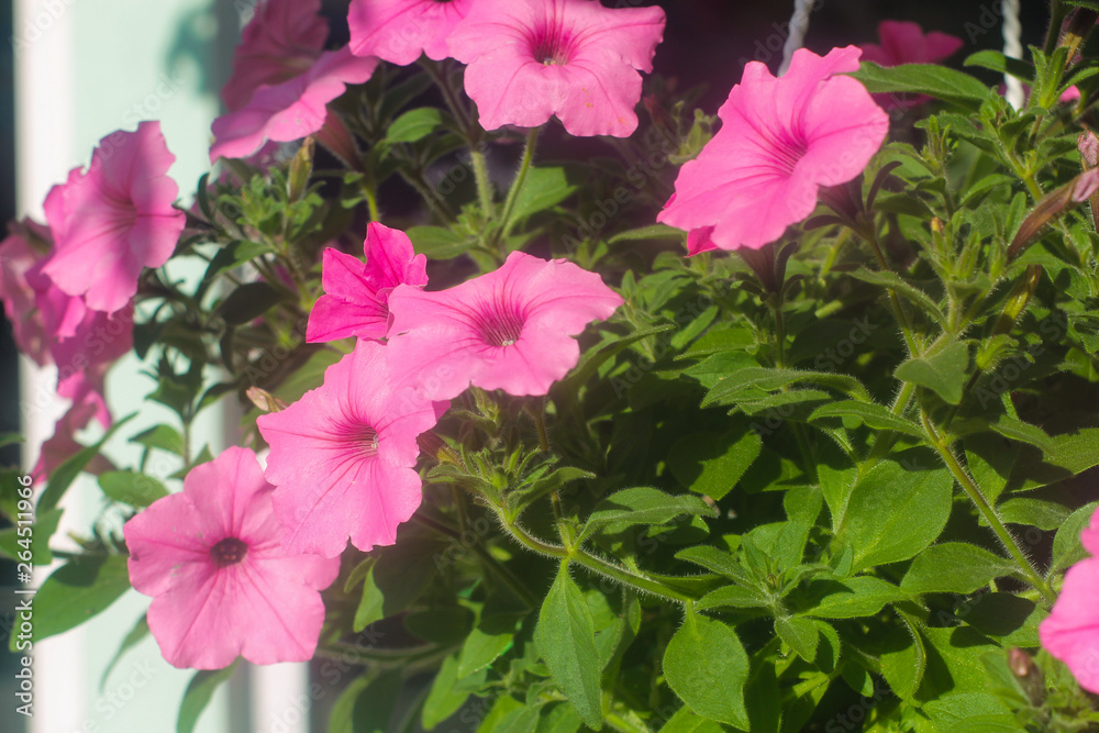 pink flowers in the garden pink flowers in the garden