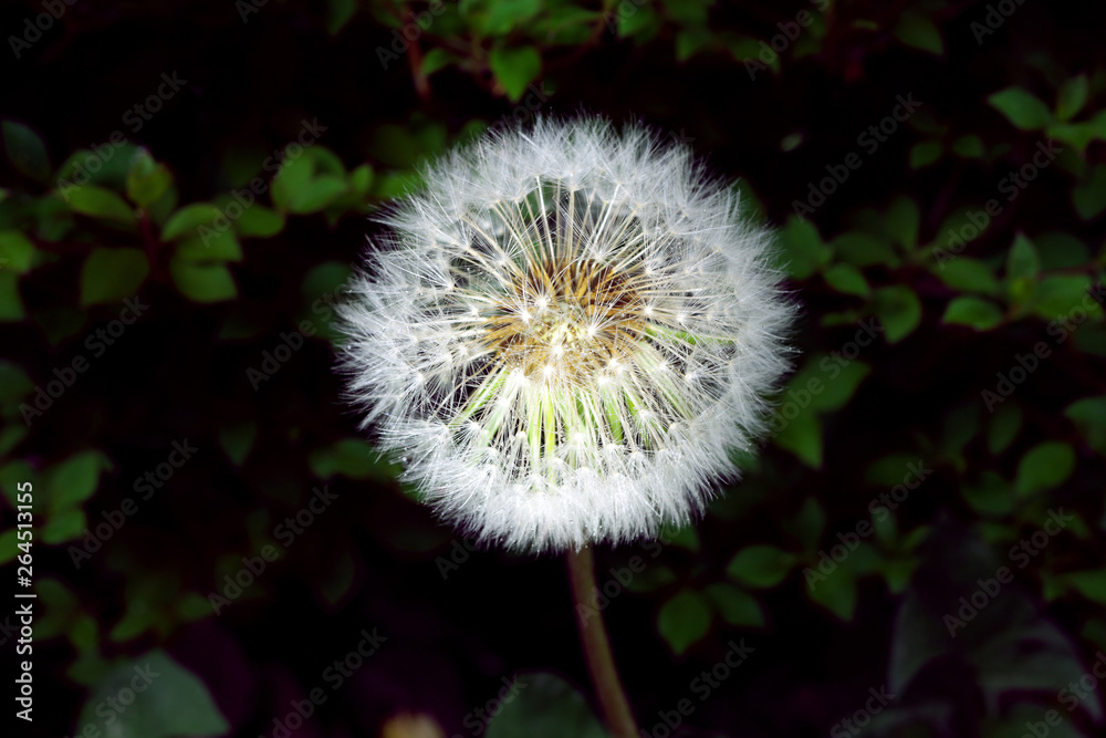 Tokyo,Japan-April 26, 2019: Isolated parachute ball in the rain Tokyo,Japan-April 26, 2019: Isolated parachute ball in the rain