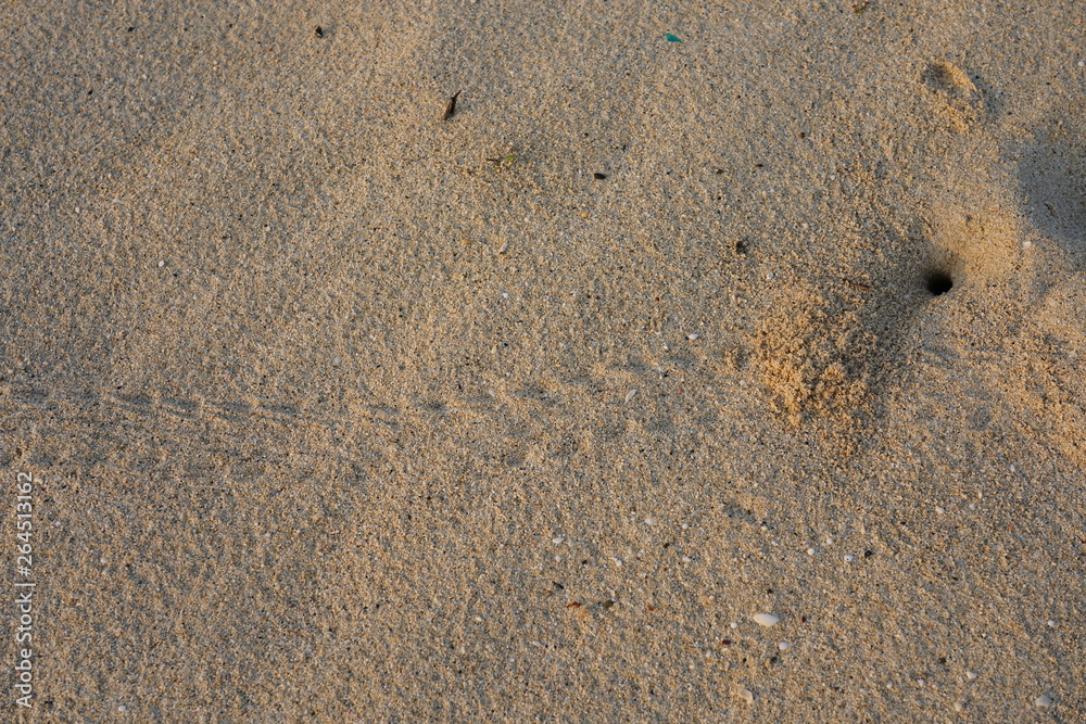 Amami Oshima, Japan - April 8, 2019: Burrow, den or nesting hole of a Hermit Crab at Tomori Beach at Amami Oshima, Kagoshima, Japan Amami Oshima, Japan - April 8, 2019: Burrow, den or nesting hole of a Hermit Crab at Tomori Beach at Amami Oshima, Kagoshima, Japan