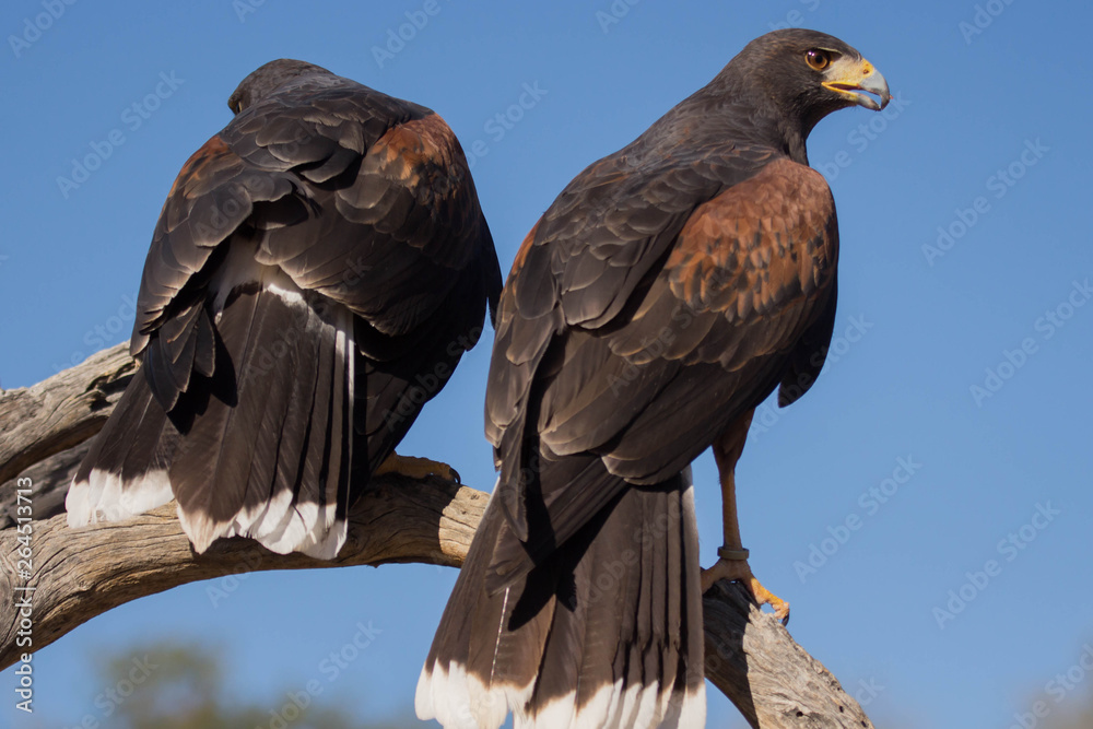Harris's Hawk - Sonora Desert - Raptor Predator - Desert Wildlife Harris's Hawk - Sonora Desert - Raptor Predator - Desert Wildlife