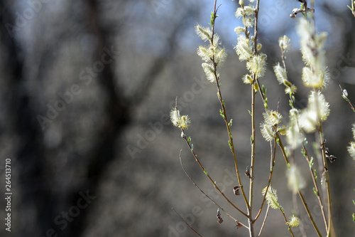 Flowering bush of pussy-willow in the spring forest © Talulla