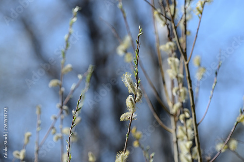 Flowering bush of pussy-willow in the spring forest