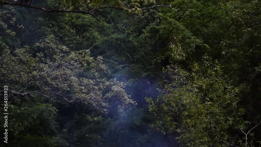 Smoke rising through forest from a brush fire in the evening. Smoke rising through forest from a brush fire in the evening.