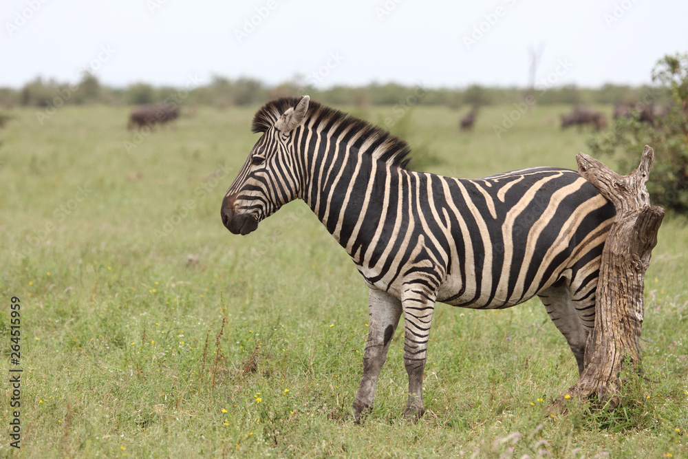 Steppenzebra / Burchell's zebra / Equus burchellii Steppenzebra / Burchell's zebra / Equus burchellii