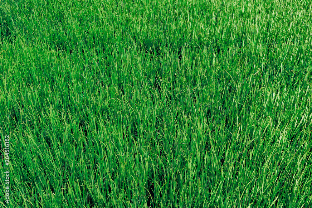background of green grass background of green grass