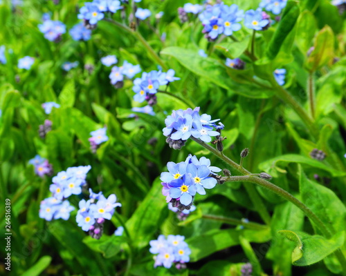 Beautiful and delicate small blue Myosotis flowers close up on green grass background. © lenic