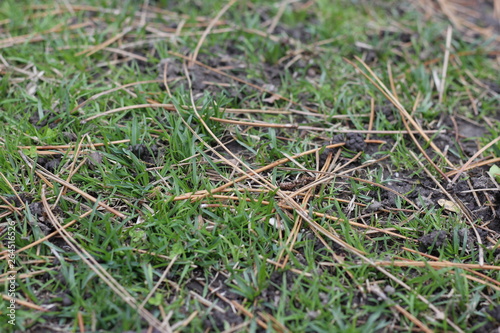 Messy Grass Lawn