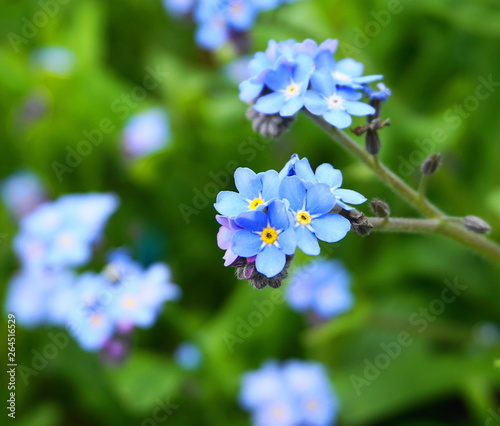 Beautiful and delicate small blue Myosotis flowers close up on green grass background.