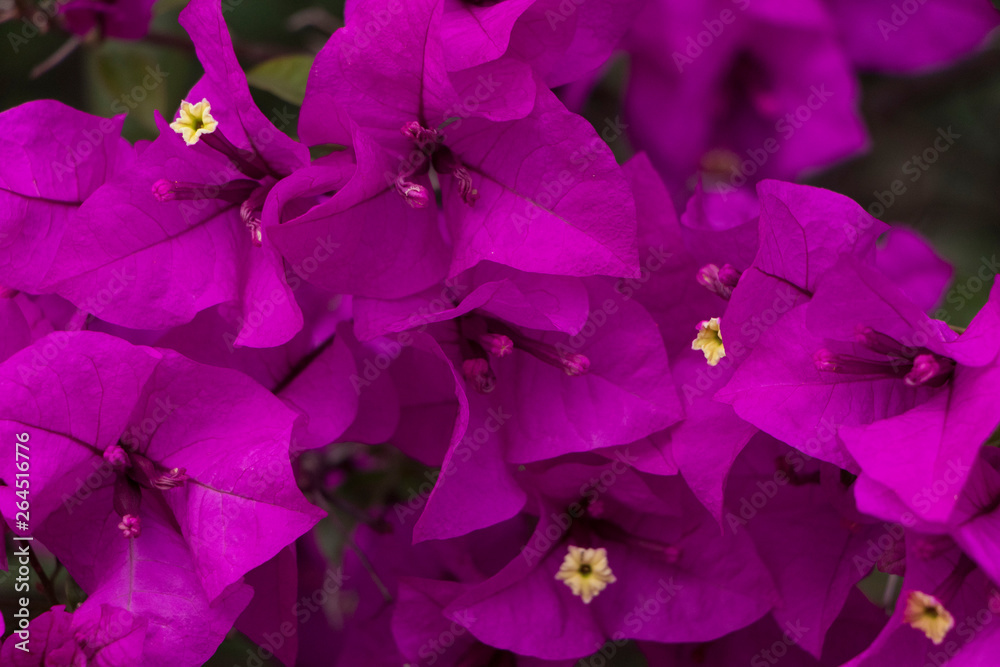 Planta curazao o buganvilla con flores de color moradas con hojas verdes  frescas en luz de verano con espacio para texto foto de Stock | Adobe Stock