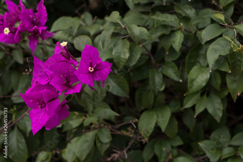 Planta curazao o buganvilla con flores de color moradas con hojas verdes frescas en luz de verano con espacio para texto photo