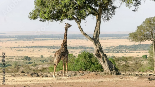 wide view of a giraffe feeding in masai mara photo