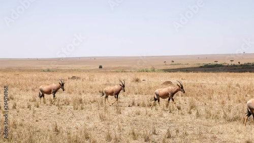 topi antelope herd walking in unison in masai mara game reserve