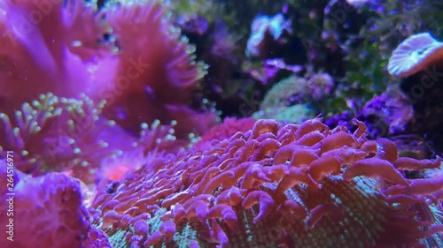 Fungiids pink tip torch coral. Aquarium, underwater photo