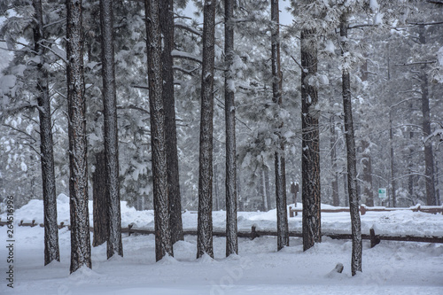 winter forest landscape  © roydahan