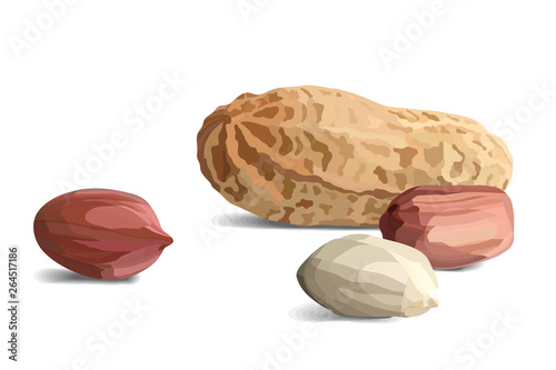Peanuts in realistic style, organic snack close up vector illustration