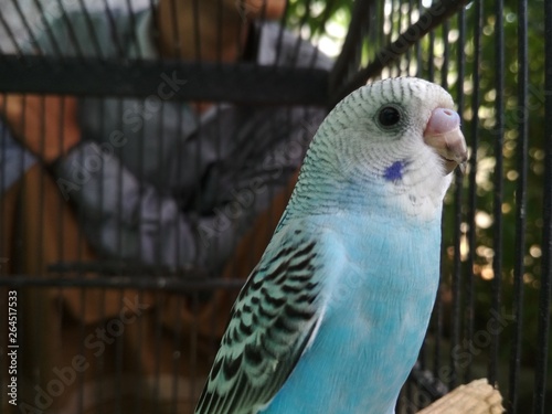 parakeets in the cage