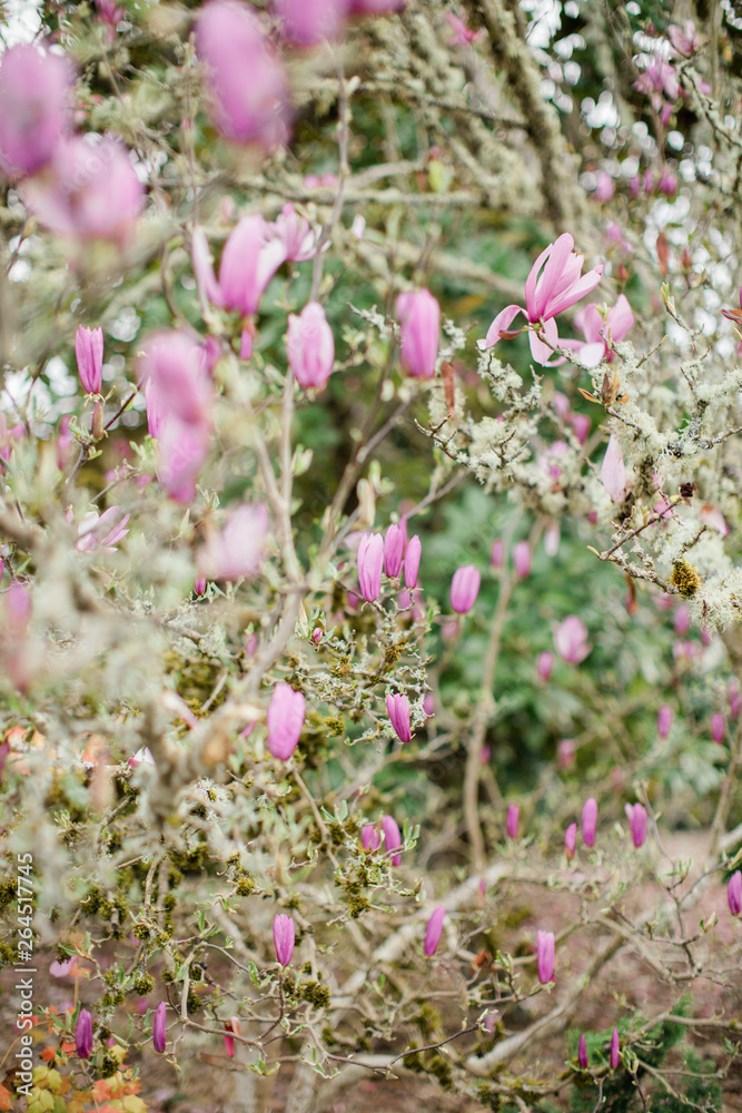 Magnolia Tree Magnolia Tree