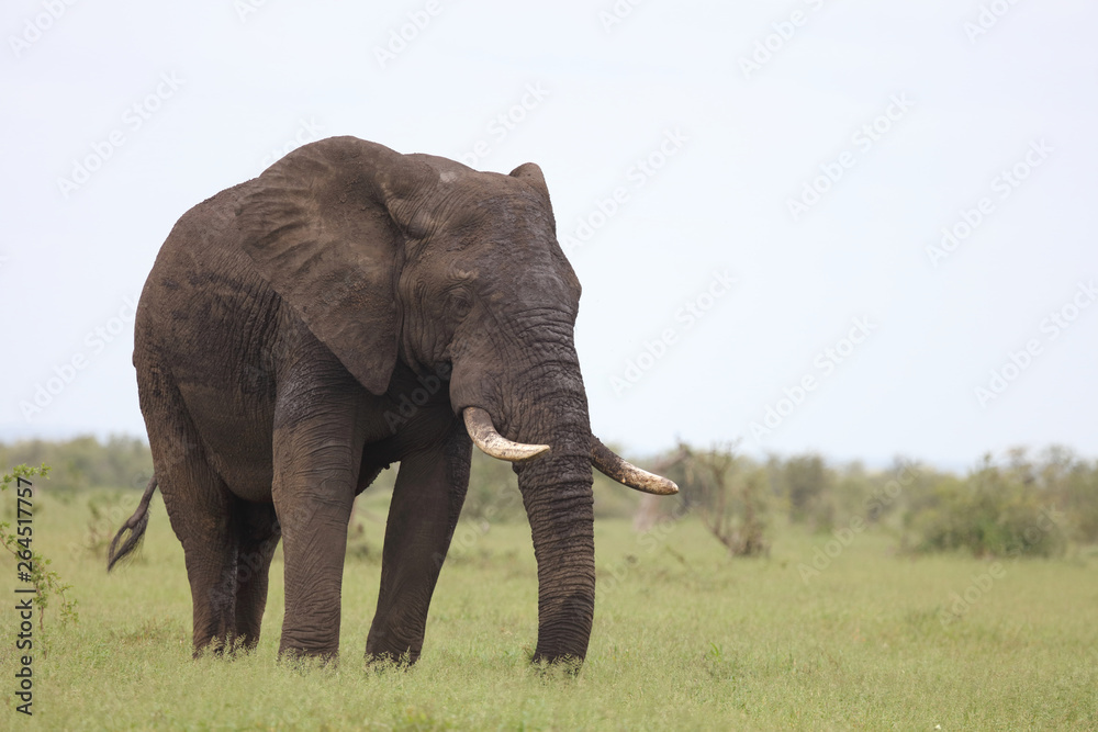 Fototapeta premium Afrikanischer Elefant / African elephant / Loxodonta africana