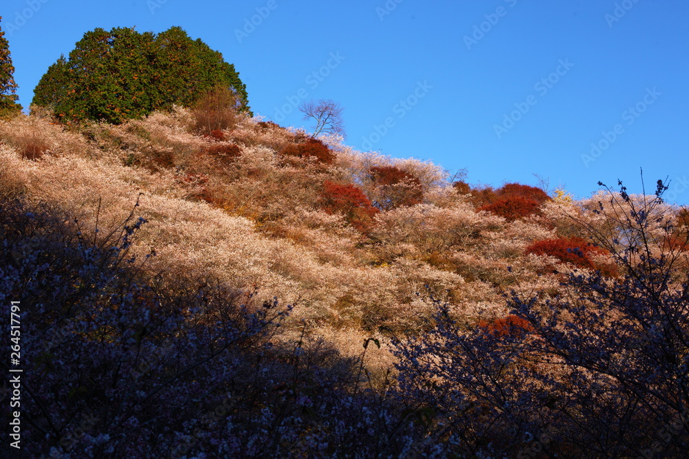 Obraz premium 紅葉と四季桜の山
