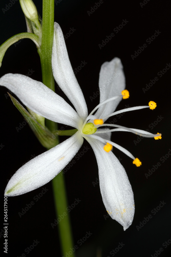 Fototapeta premium Spring and flower