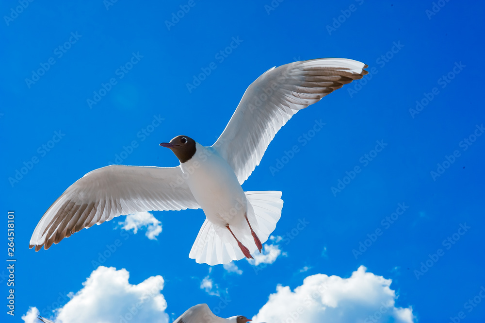 seagull flying on the blue sky seagull flying on the blue sky