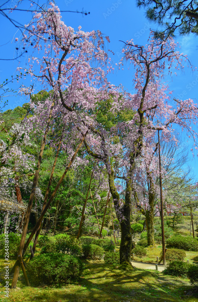 Cherry blossom in Kyoto, Japan