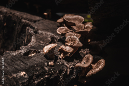 Mushrooms (Lentinus polychrous Lev.) ,In dark tones