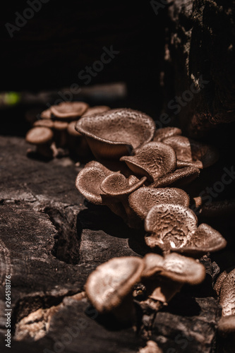 Mushrooms (Lentinus polychrous Lev.) ,In dark tones photo