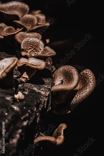Group of Mushroom Lentinus polychrous Lev.