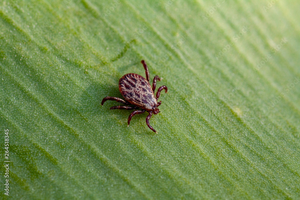 A dangerous parasite and infection carrier mite A dangerous parasite and infection carrier mite