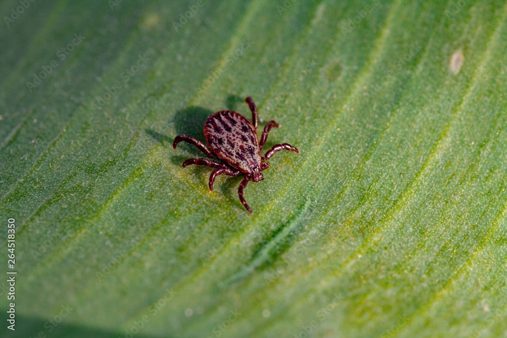 A dangerous parasite and infection carrier mite A dangerous parasite and infection carrier mite