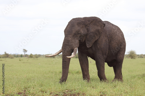 Afrikanischer Elefant   African elephant   Loxodonta africana