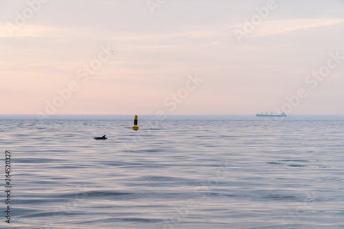 dolphin and ship in the sea at sunset