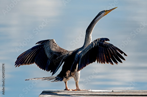 Принти на полотні Australian darter