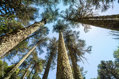 Araucaria