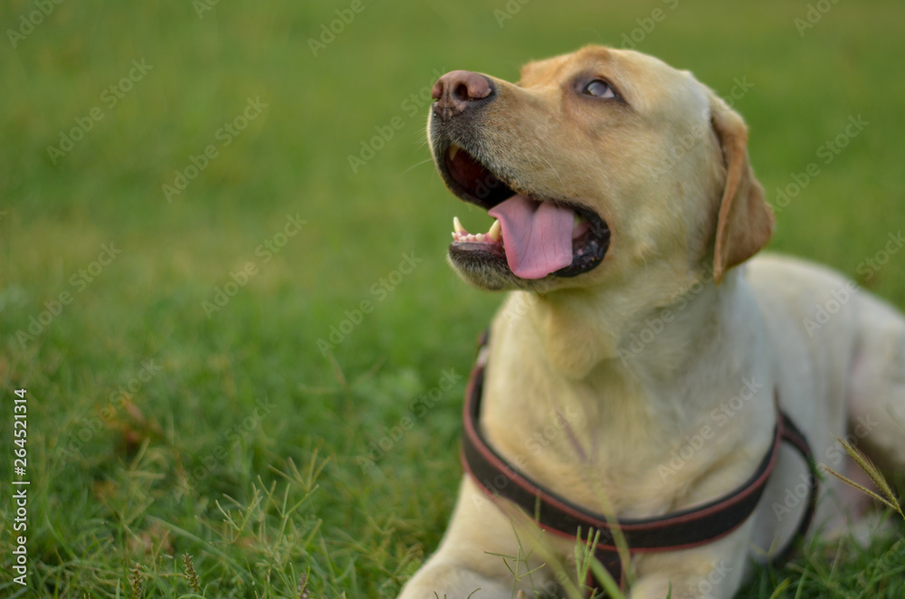 Closeup of a cute Labrador retriever dog looking up towards the sky with tongue out and canine teeth in view
