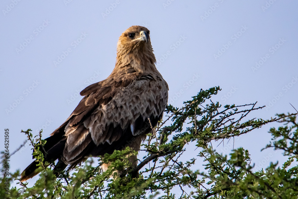 eagle on a branch