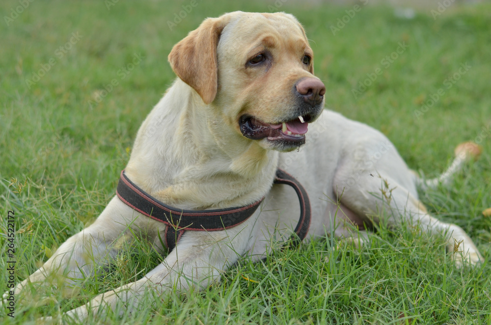 Cute innocent funny Labrador retriever dog sitting in a park 