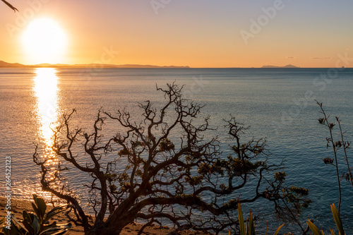 Beach at sunset with driftwood and tree, Goat Island Marine Reserve, New Zealand