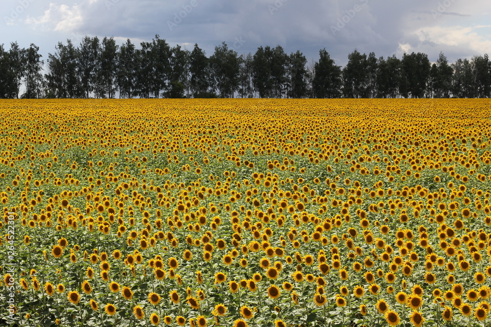 Fototapeta premium Beautiful sunny flower! Huge fields of blooming sunflower.