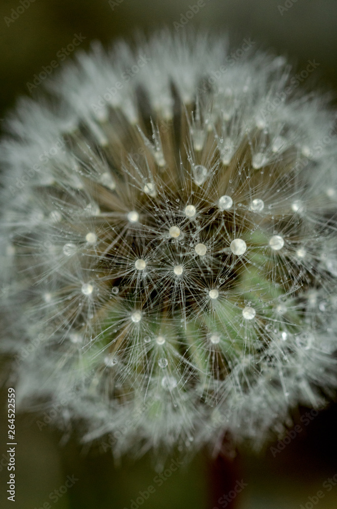 Fototapeta premium Mniszek lekarski, kwiat ptysiowy