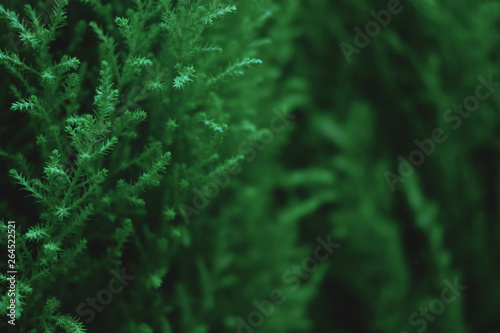 Green plant background. Christmas template
