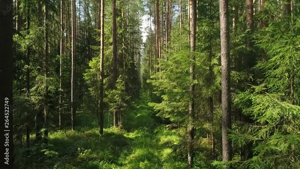 Slow Flight Inside Pine Tree Forest. Aerial view with drone. Quadcopter flies low near the pillars of trees. Massive pine forest. Wood park of forest trees. Summer, sunny day Slow Flight Inside Pine Tree Forest. Aerial view with drone. Quadcopter flies low near the pillars of trees. Massive pine forest. Wood park of forest trees. Summer, sunny day