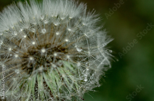 Dandelion, puff flower